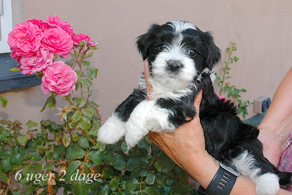 Zilke bichon havanese hvalp hundehvalp bichon havanais hvalpe hundehvalpe