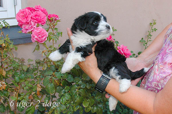 Zilke bichon havanese hvalp hundehvalp bichon havanais hvalpe hundehvalpe