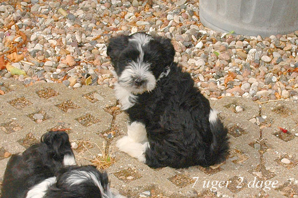Zilke bichon havanese hvalp hundehvalp bichon havanais hvalpe hundehvalpe