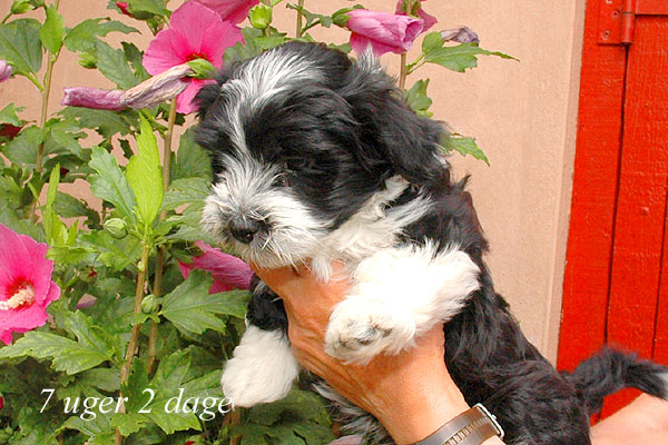 Zilke bichon havanese hvalp hundehvalp bichon havanais hvalpe hundehvalpe