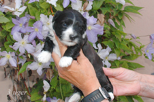 Zofia bichon havanese hvalp hundehvalp bichon havanais hvalpe hundehvalpe
