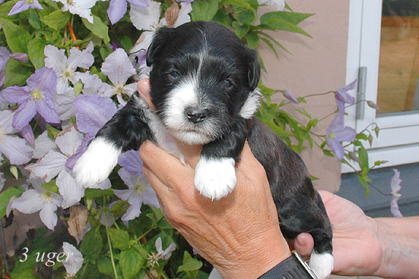 Zofia bichon havanese hvalp hundehvalp bichon havanais hvalpe hundehvalpe