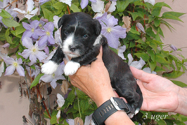 Zofia bichon havanese hvalp hundehvalp bichon havanais hvalpe hundehvalpe