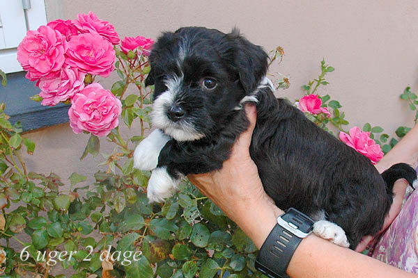 Zofia bichon havanese hvalp hundehvalp bichon havanais hvalpe hundehvalpe