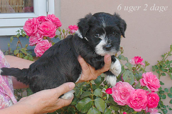 Zofia bichon havanese hvalp hundehvalp bichon havanais hvalpe hundehvalpe