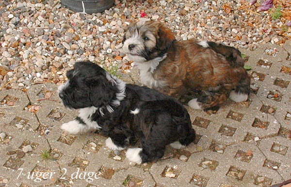 Zofia bichon havanese hvalp hundehvalp bichon havanais hvalpe hundehvalpe