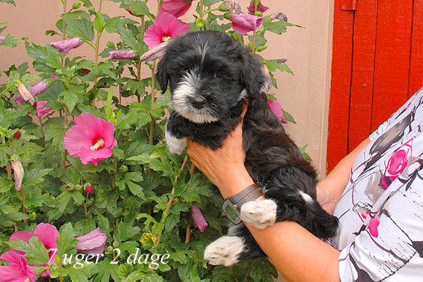 Zofia bichon havanese hvalp hundehvalp bichon havanais hvalpe hundehvalpe