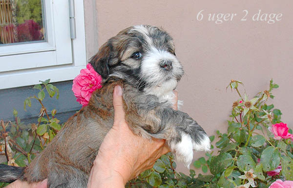 Zora bichon havanese hvalp hundehvalp bichon havanais hvalpe hundehvalpe