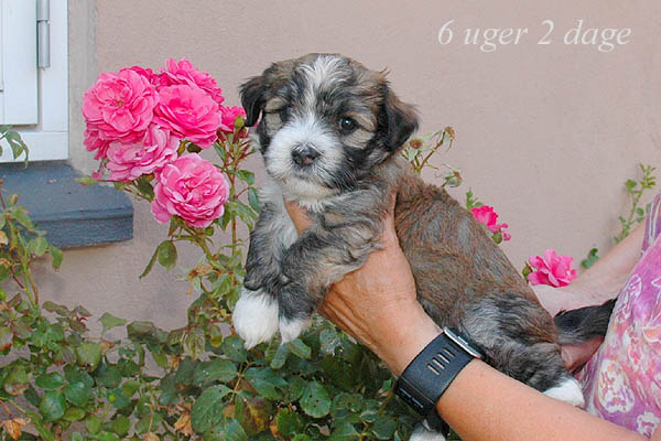 Zora bichon havanese hvalp hundehvalp bichon havanais hvalpe hundehvalpe
