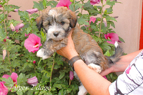 Zora bichon havanese hvalp hundehvalp bichon havanais hvalpe hundehvalpe