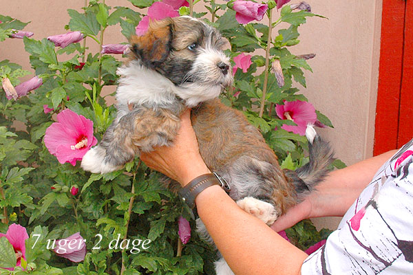 Zora bichon havanese hvalp hundehvalp bichon havanais hvalpe hundehvalpe