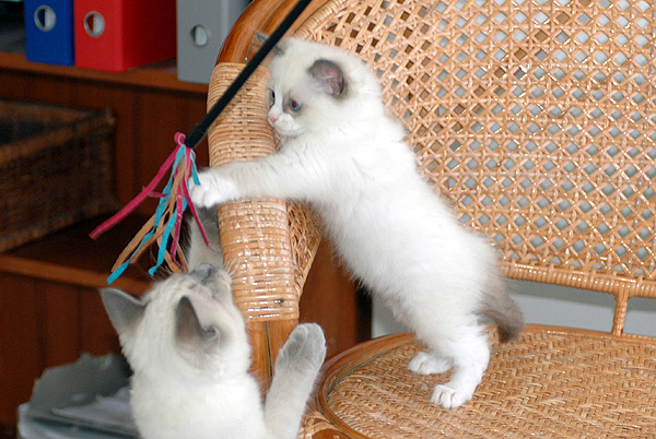 Zoya Ragdoll killing kattekilling Ragdol killinger kattekillinger