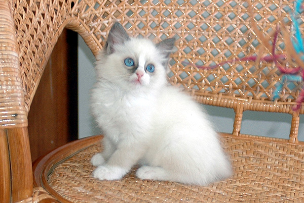 Zoya Ragdoll killing kattekilling Ragdol killinger kattekillinger