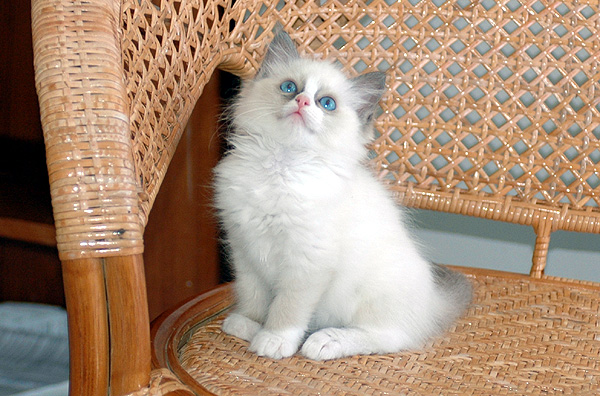 Zoya Ragdoll killing kattekilling Ragdol killinger kattekillinger
