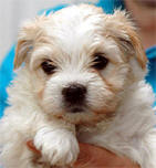 Bichon Havanais Han Hvalp
