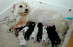 Bichon Havanais mor med hvalpe