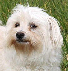 Sonneholts Bichon Havanais Frihedsh�bs Nanna