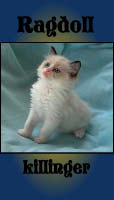 Ragdoll